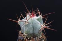 Echinocactus platyacanthus DJF 614